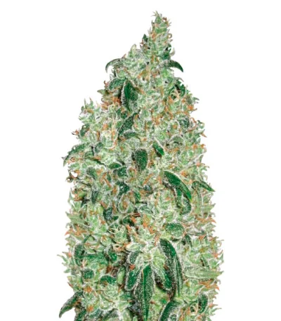 Green Wild Shark fem