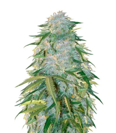 Heaven Auto fem