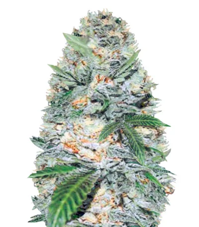 Jack Hammer Auto fem