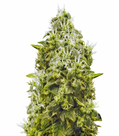 Jack Hammer fem