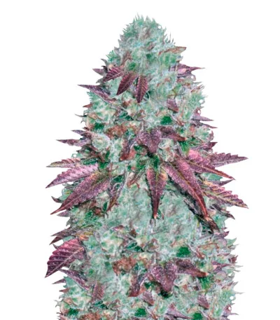 NHL Diesel Auto fem