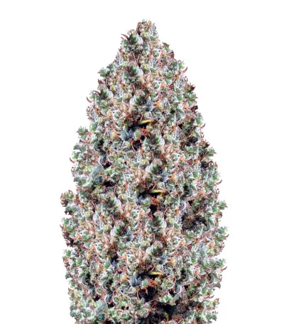 Northern Light fem