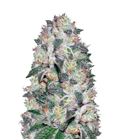 OG Kush Auto fem