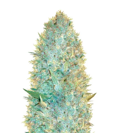 OG Kush fem