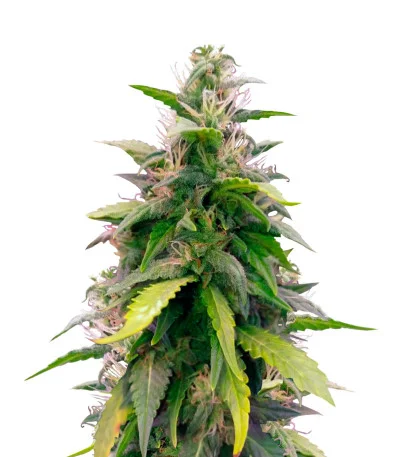Original Berry Auto fem
