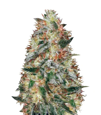 Original Limonade Skunk Auto fem