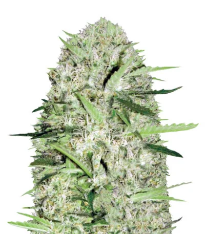 Parmesan Auto fem
