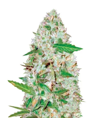 Red Russian XXL Auto fem