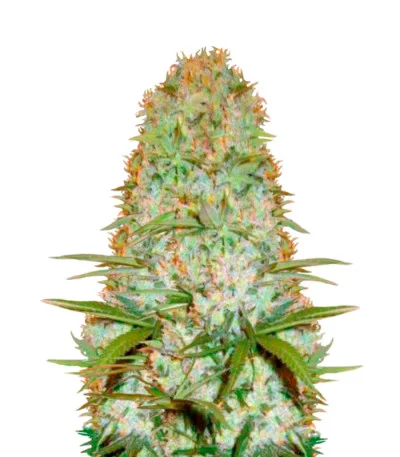 Red Russian XXL fem