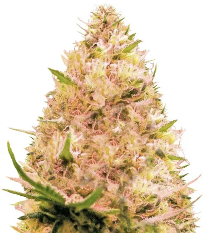 Seemango Auto fem