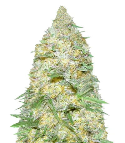 Super Extra Skunk Auto fem