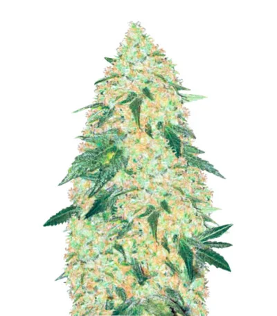 Super Extra Skunk fem