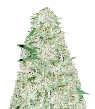Super Mazar Auto fem