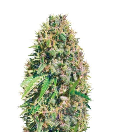 Super Mazar fem