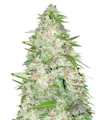 Ultra Power Plant Auto fem