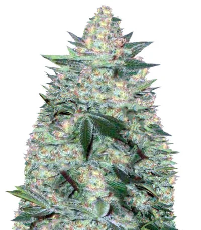 White Widow Auto fem