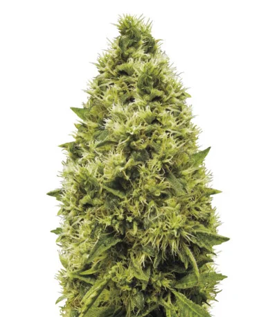 White Widow fem