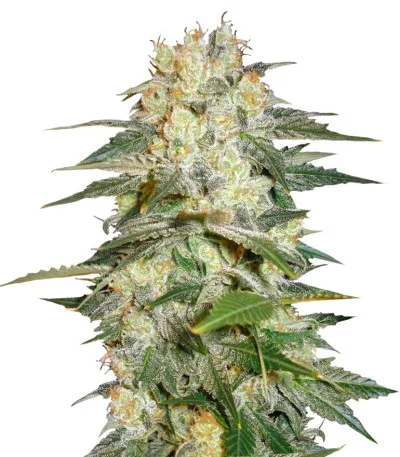 Afghan Kush Ryder auto fem