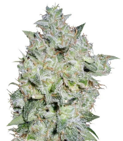Afghan Kush Special fem