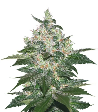 Afghan Kush fem