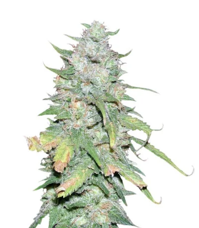 Afghan Kush X Yumbolt fem