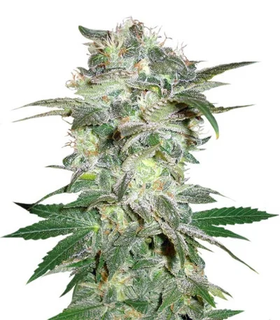 Mazar Kush fem