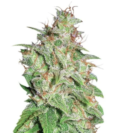 Mazar X White Rhino fem