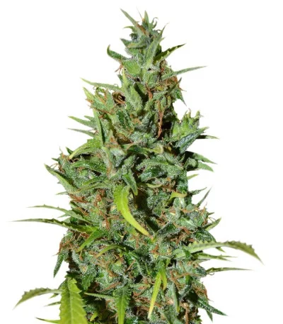 Neville Haze Ryder Auto fem