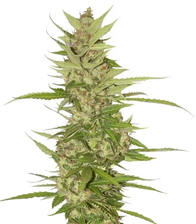 Northern Light X Big Bud fem
