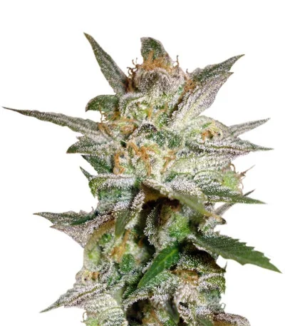 Star 47 fem