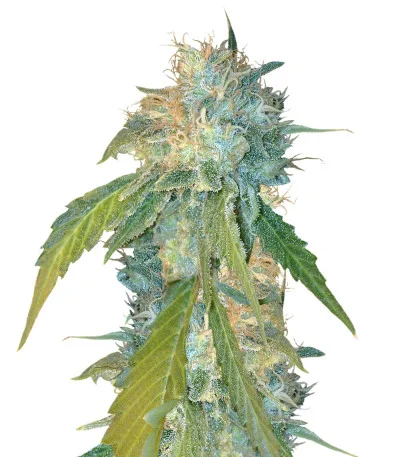 Yumbolt 47 fem